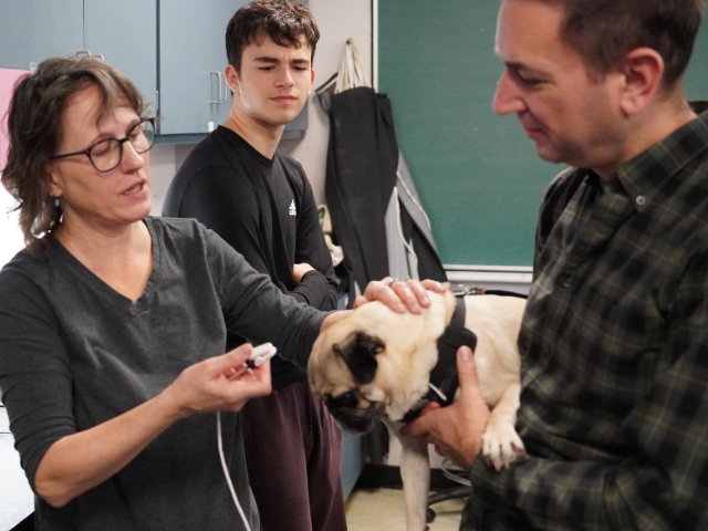 A veterinarian measures a dog's pulse.